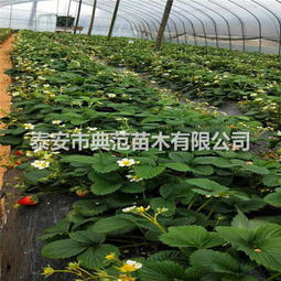 五月香草莓苗基地 融合生態理念，引領草莓產業發展